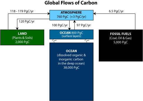 global carbon flows